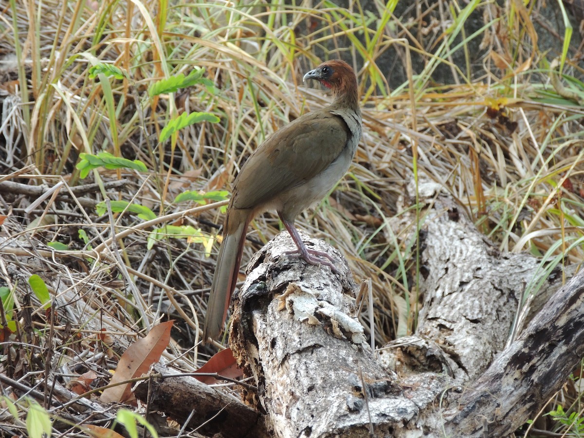 Variable Chachalaca - Ines Rodríguez