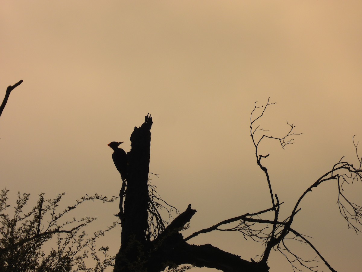 Pale-billed Woodpecker - Carlos Barreda Cárdenas