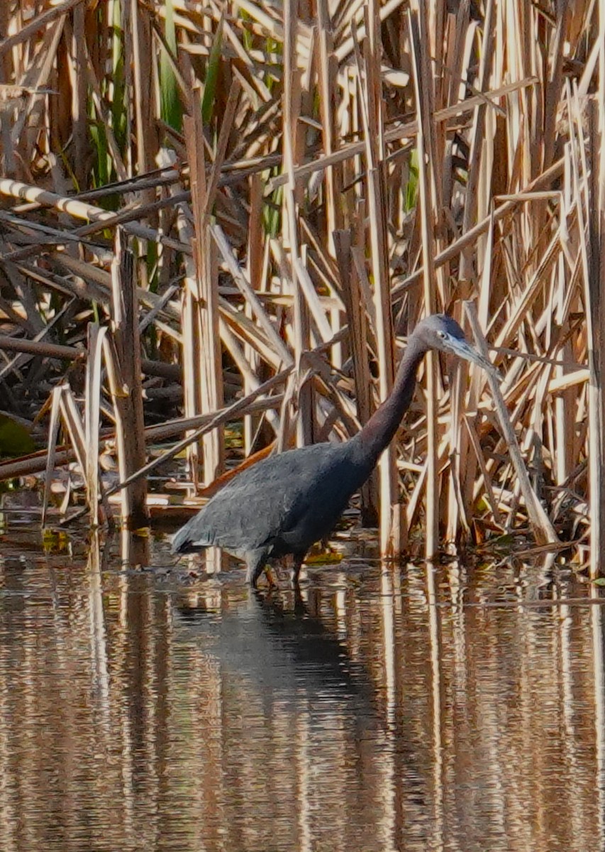 Little Blue Heron - ML617397683