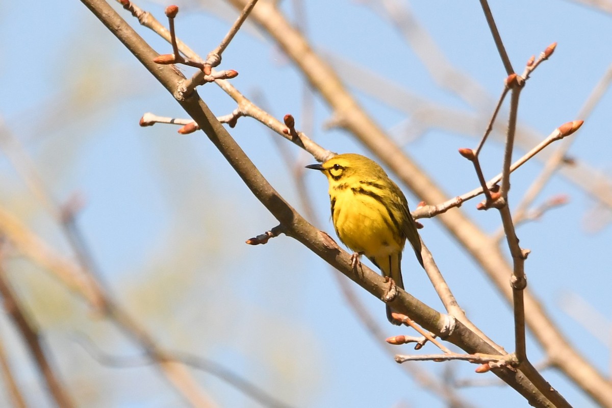 Prairie Warbler - Steve Brown