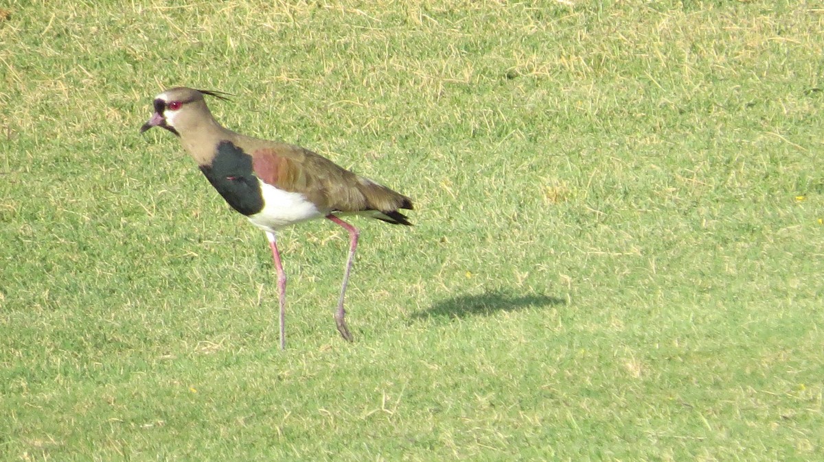 Southern Lapwing - Pat Heirs