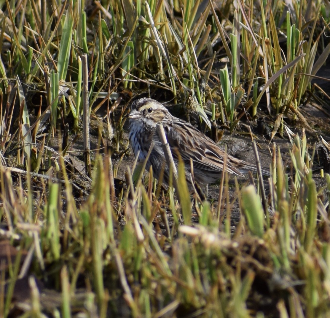 稀樹草鵐 - ML617397844