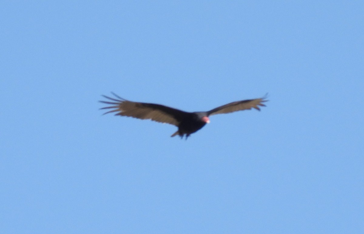 Turkey Vulture - ML617397879