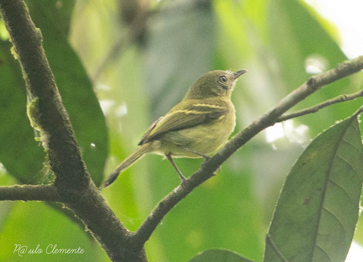 White-eyed Tody-Tyrant - ML617397882