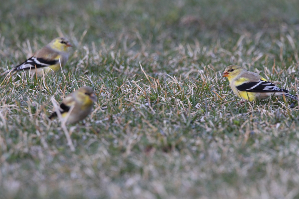 American Goldfinch - ML617397897