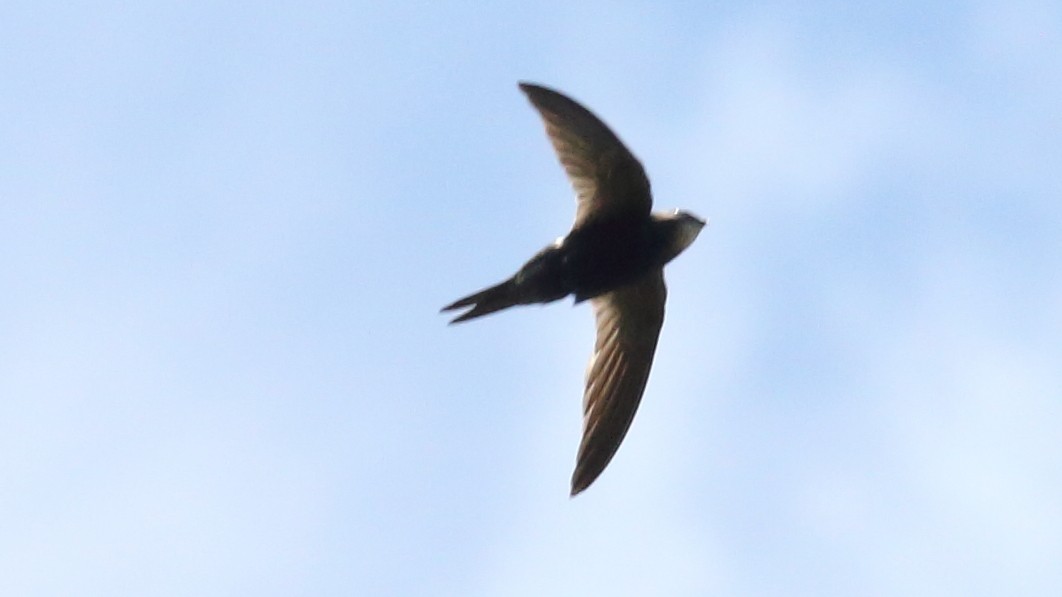 White-rumped Swift - Rick Folkening