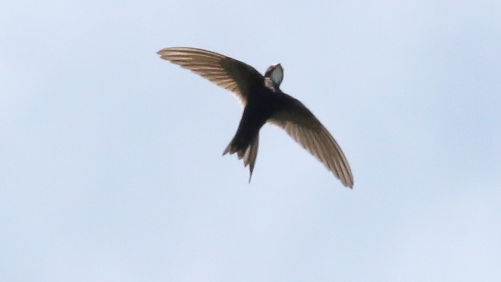 White-rumped Swift - ML617398003