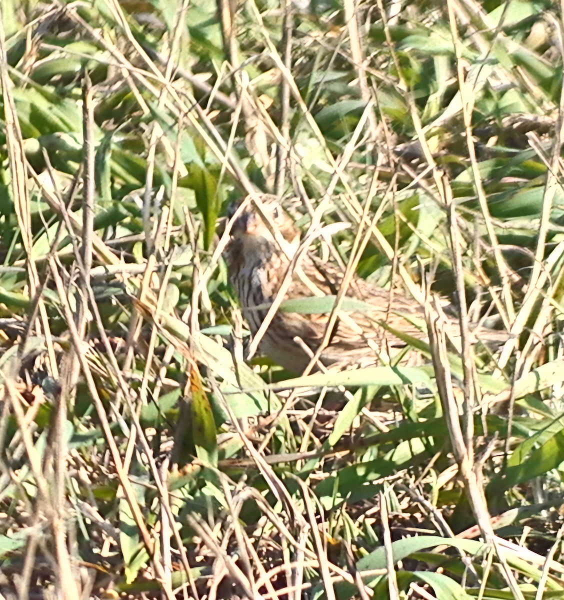 Vesper Sparrow - ML617398034