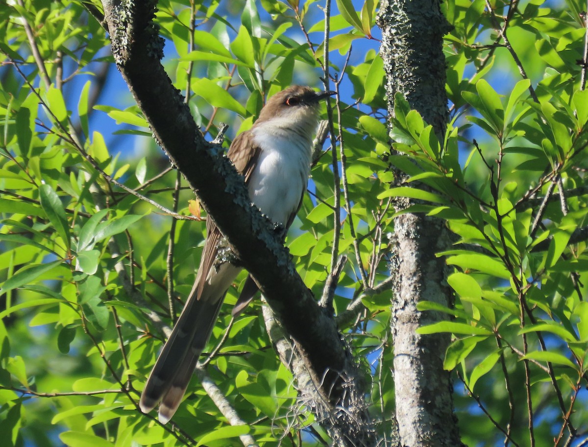 Black-billed Cuckoo - Sam Cooper