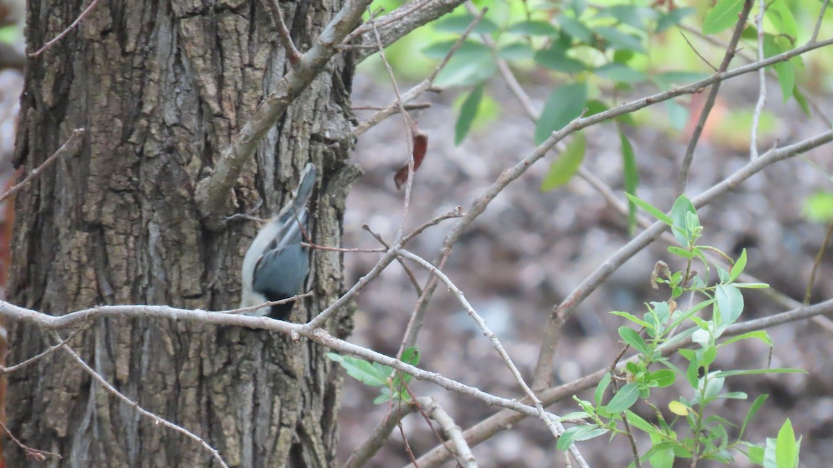 White-breasted Nuthatch - Brian Nothhelfer