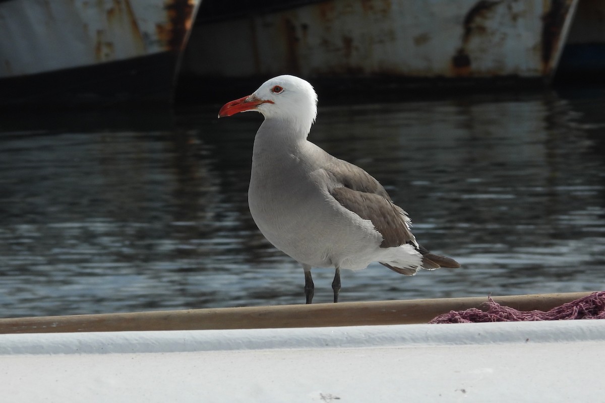 Heermann's Gull - ML617398191