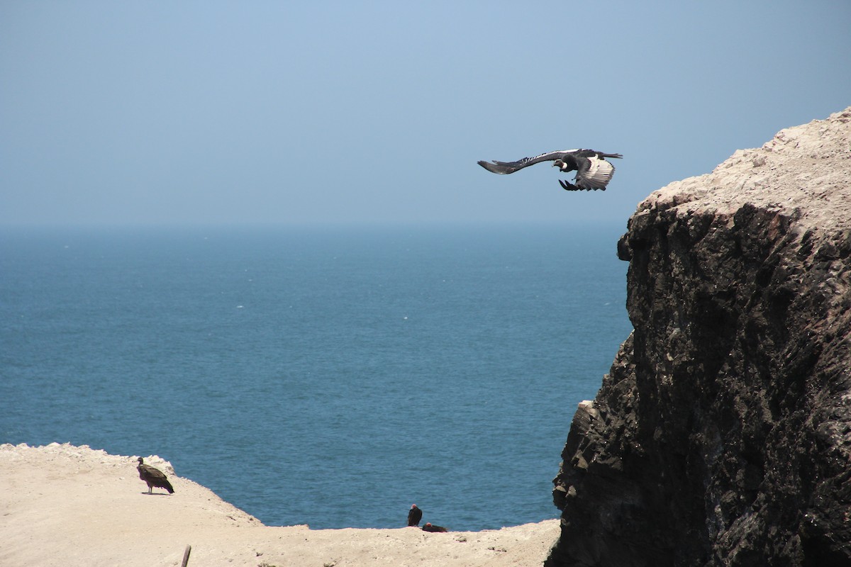 Andean Condor - ML617398200