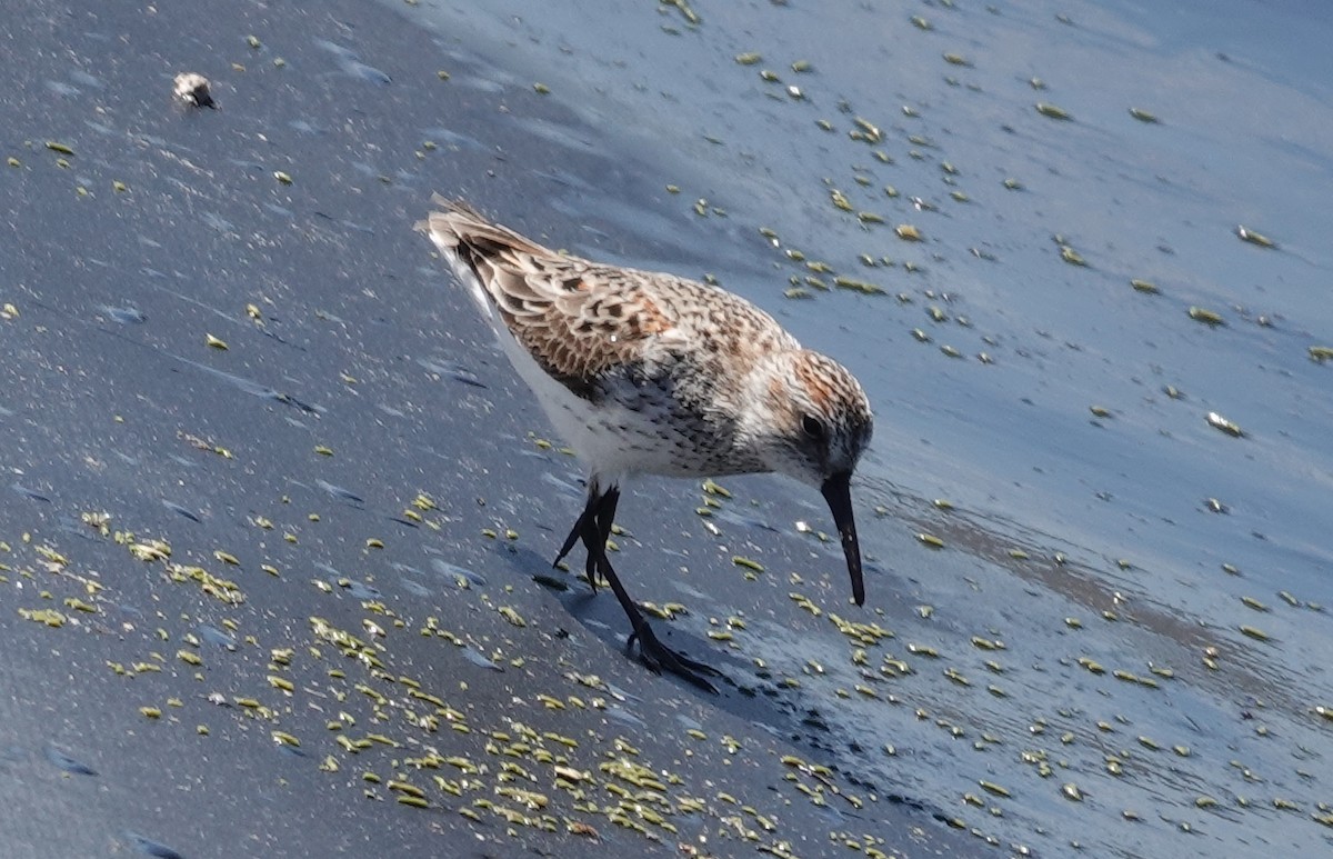 Western Sandpiper - ML617398215