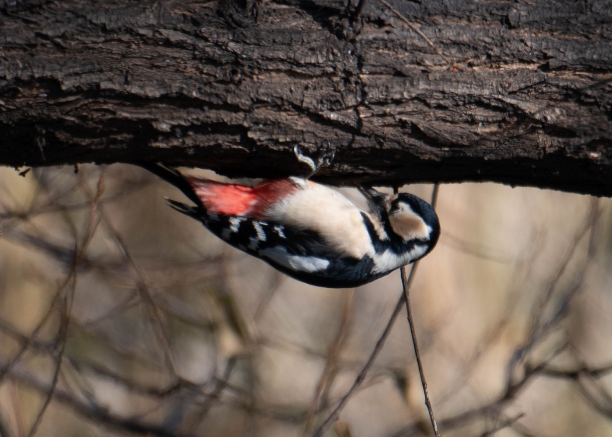 Great Spotted Woodpecker - ML617398245