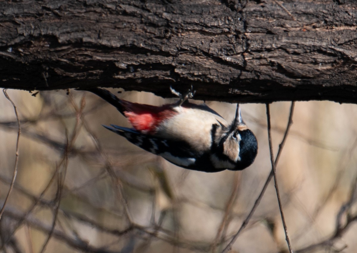 Great Spotted Woodpecker - ML617398246