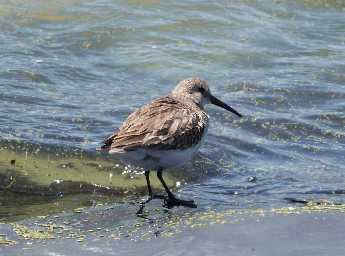 Dunlin - ML617398248