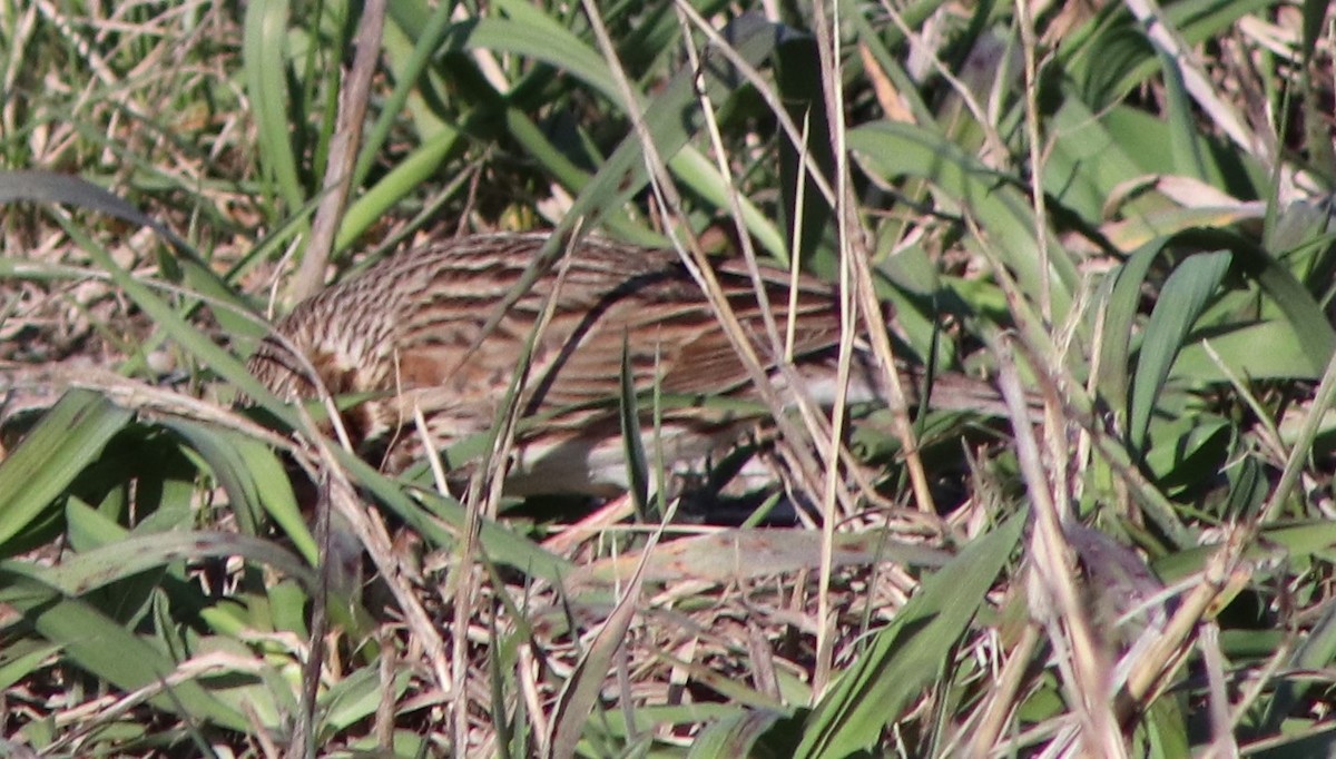 Vesper Sparrow - ML617398316