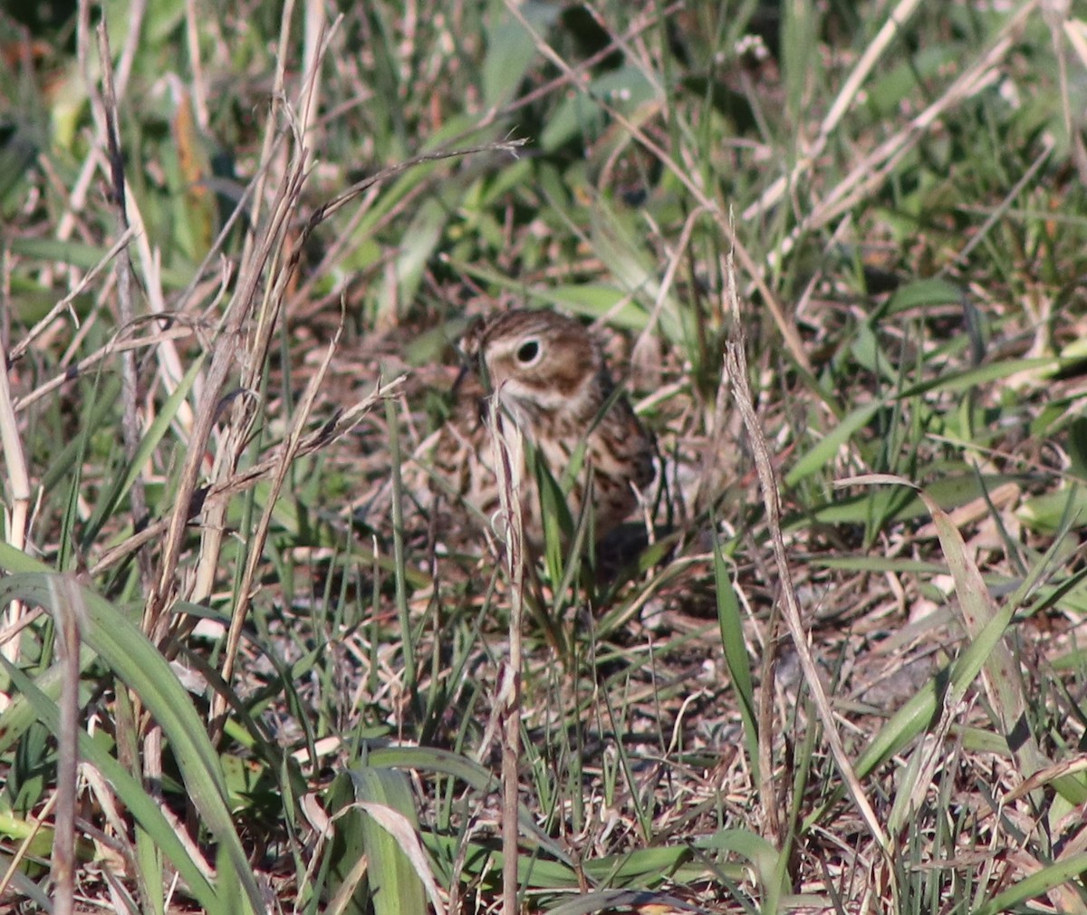 Vesper Sparrow - ML617398320