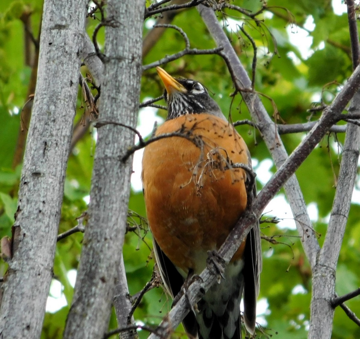 American Robin - ML617398368