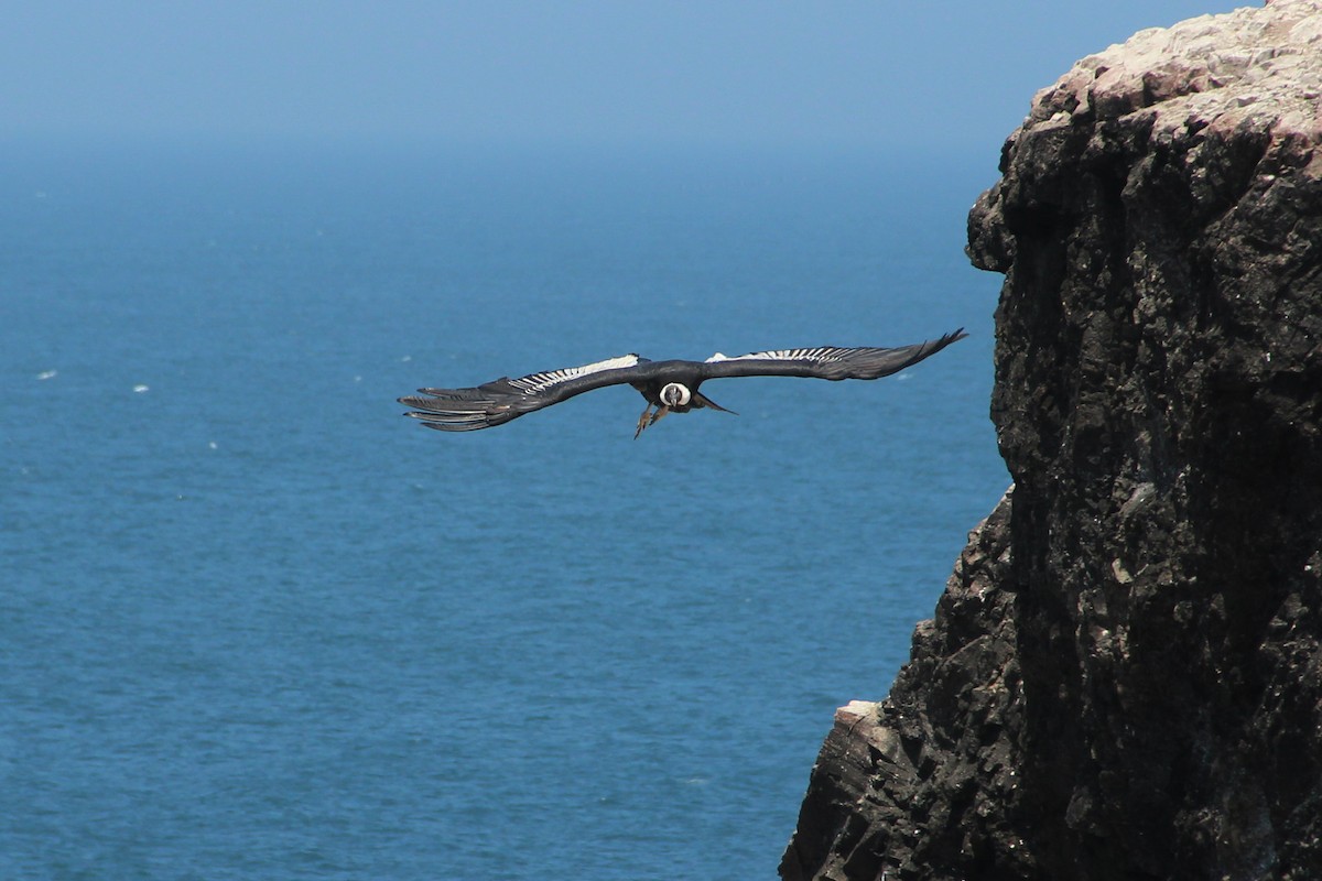 Andean Condor - ML617398384