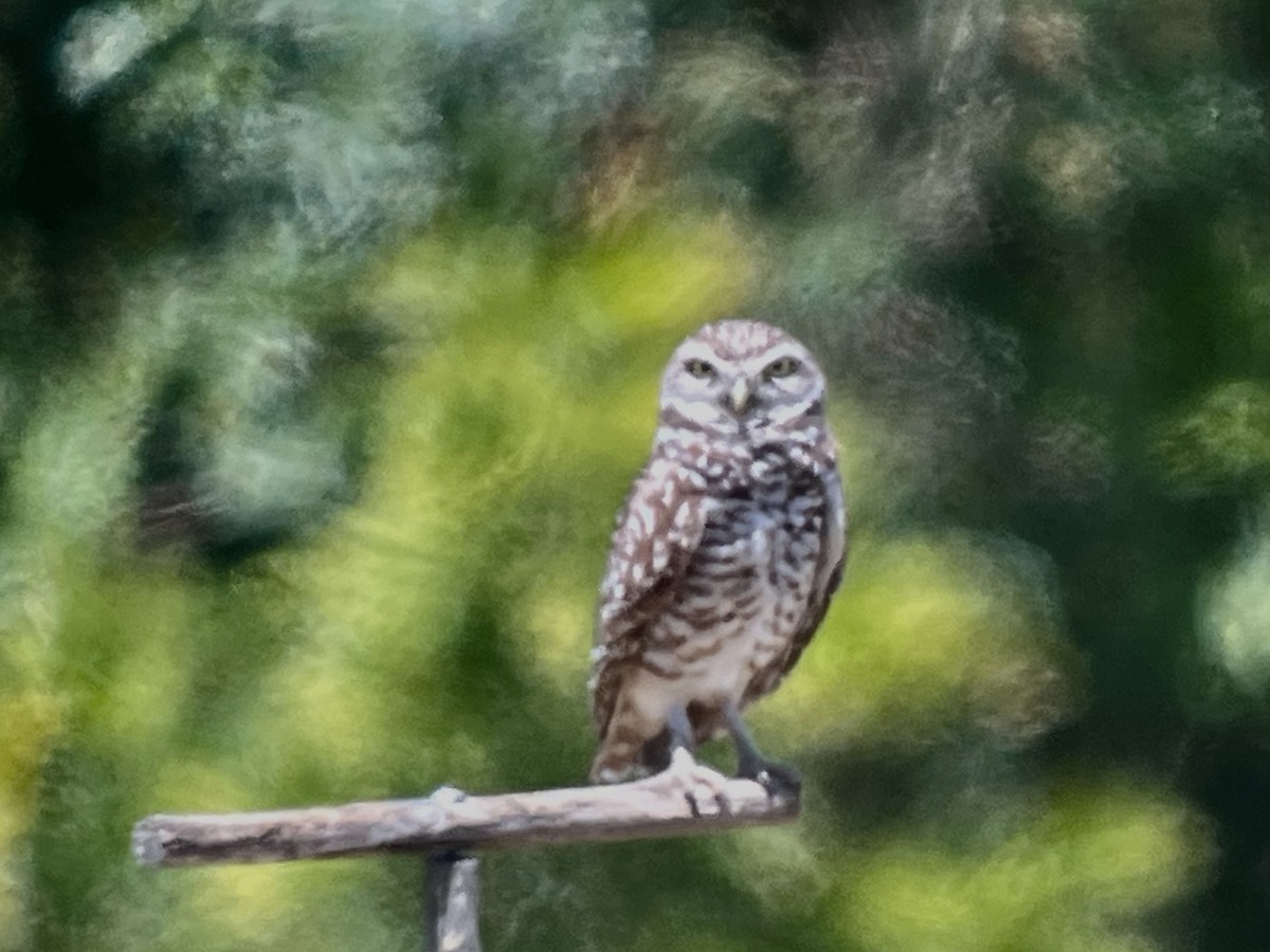 Burrowing Owl (Florida) - ML617398385