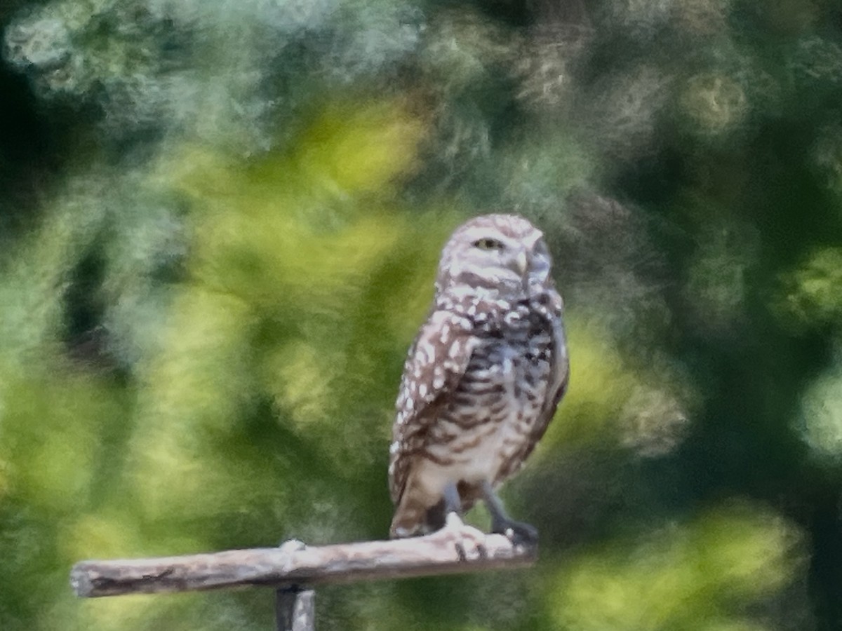 Burrowing Owl (Florida) - ML617398386
