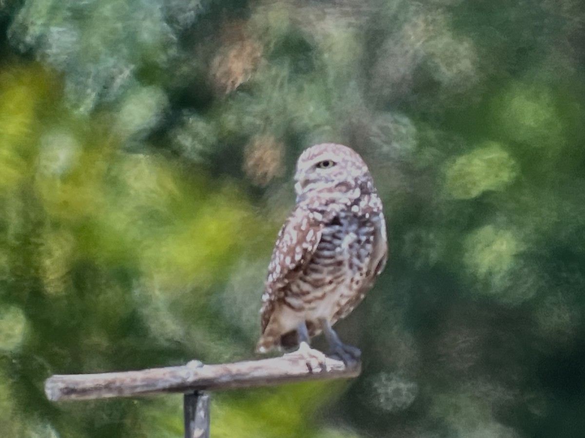 Burrowing Owl (Florida) - ML617398387
