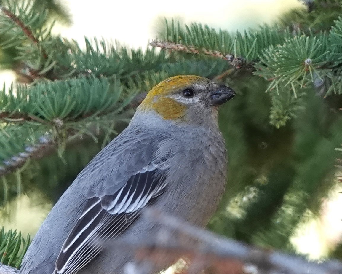 Pine Grosbeak - ML617398392