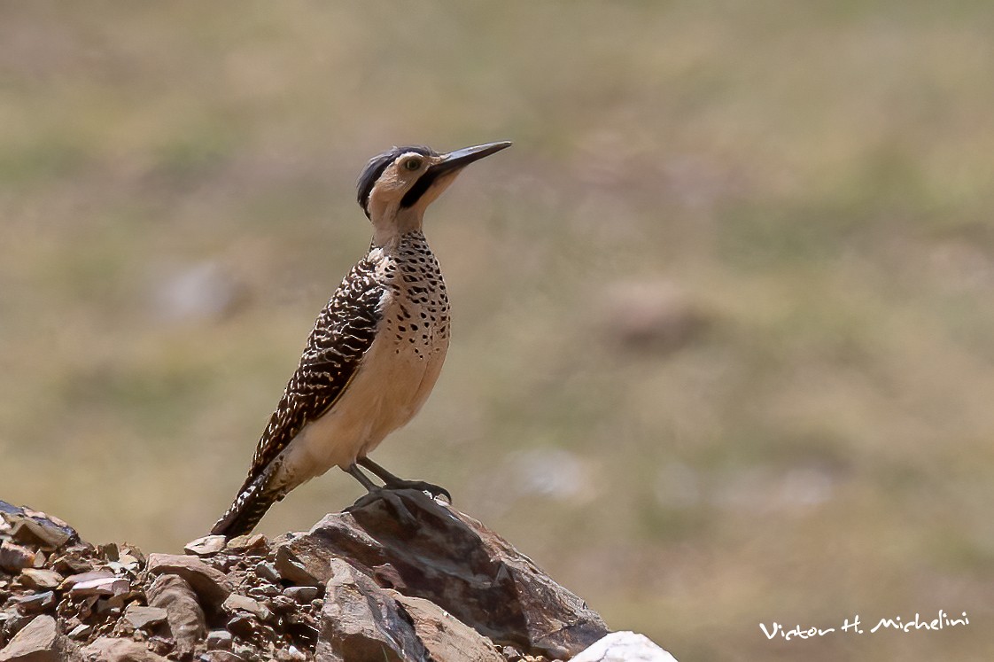 Andean Flicker - Victor Hugo Michelini