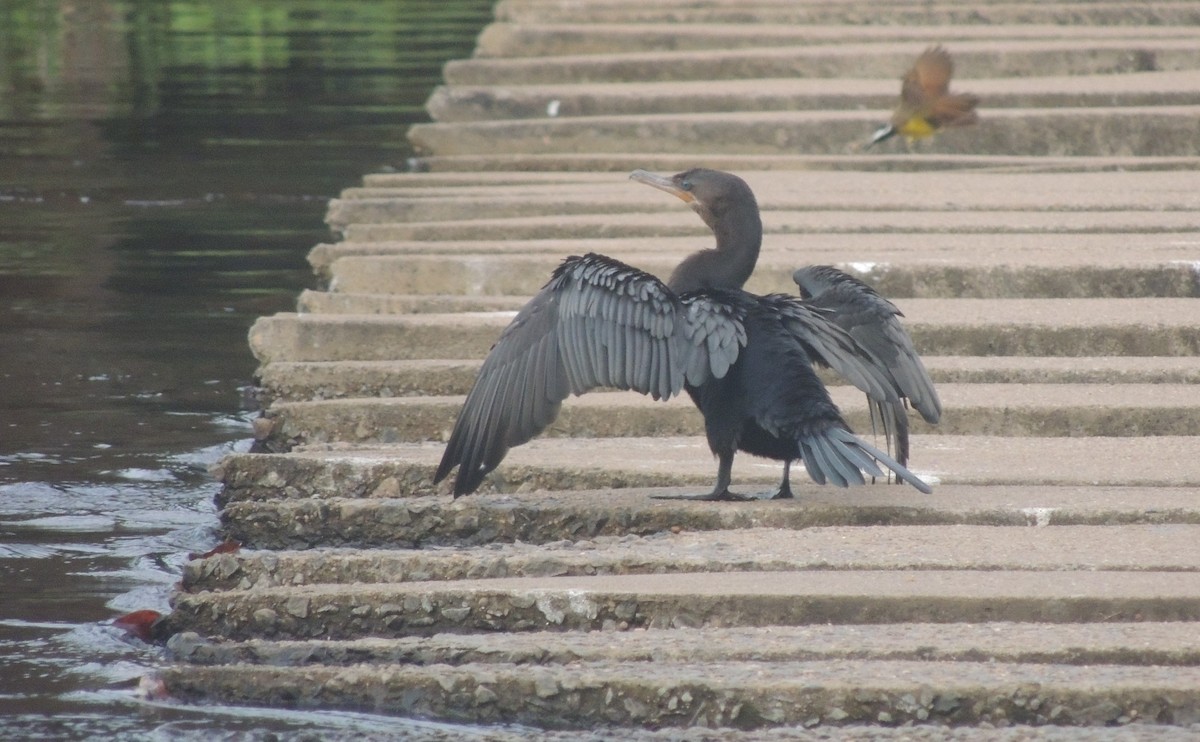 Neotropic Cormorant - ML617398423