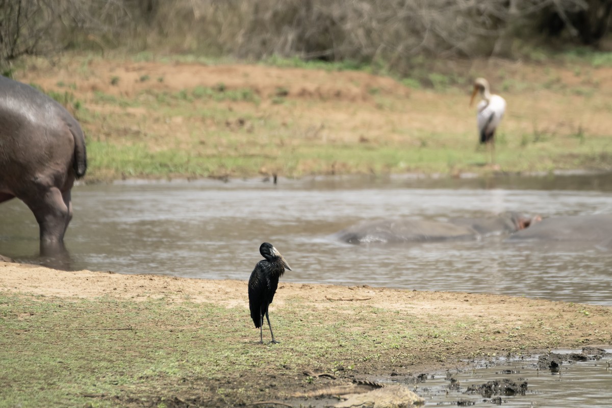 African Openbill - ML617398463