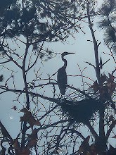 Great Blue Heron - ML617398534