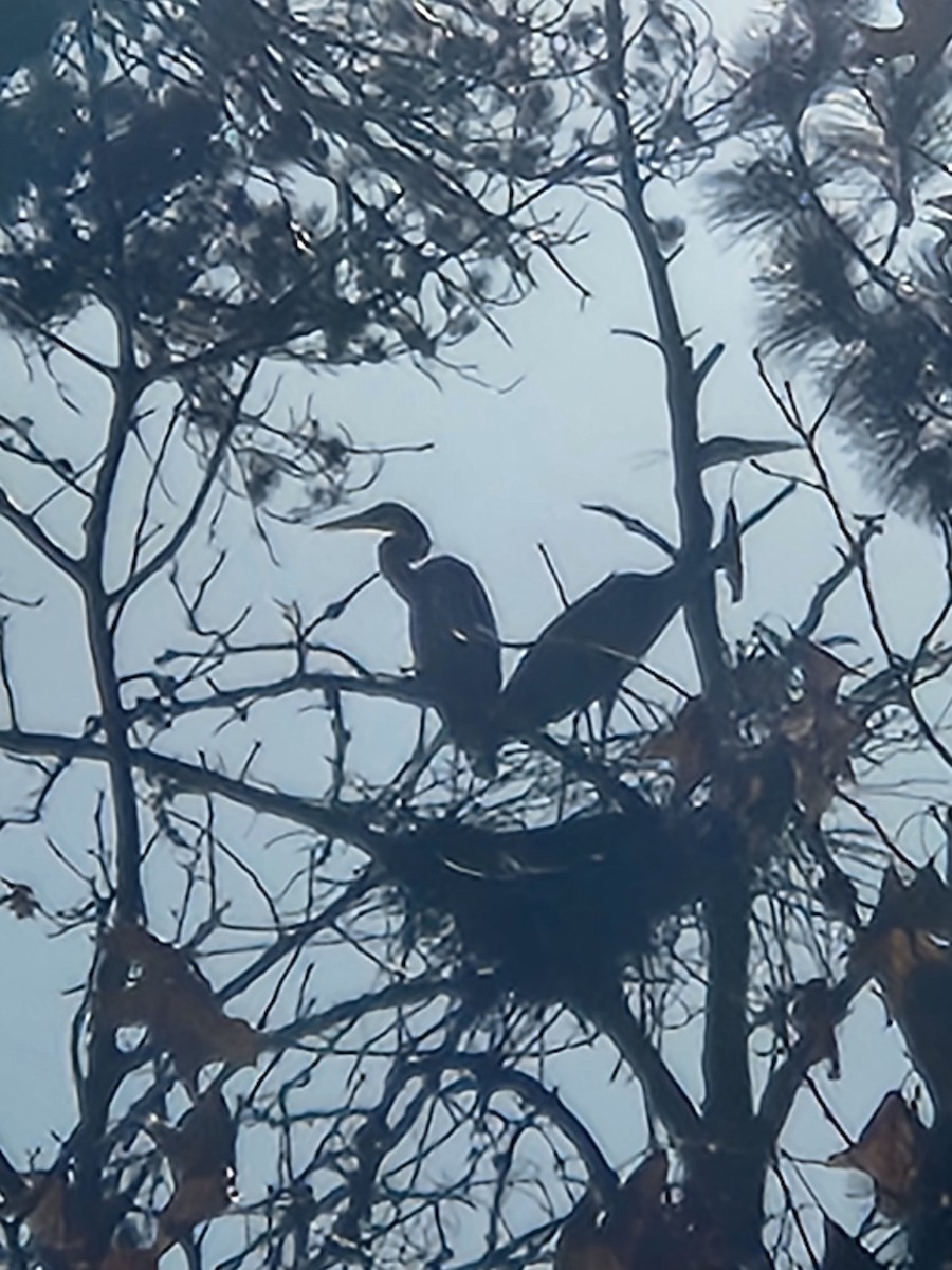 Great Blue Heron - ML617398535