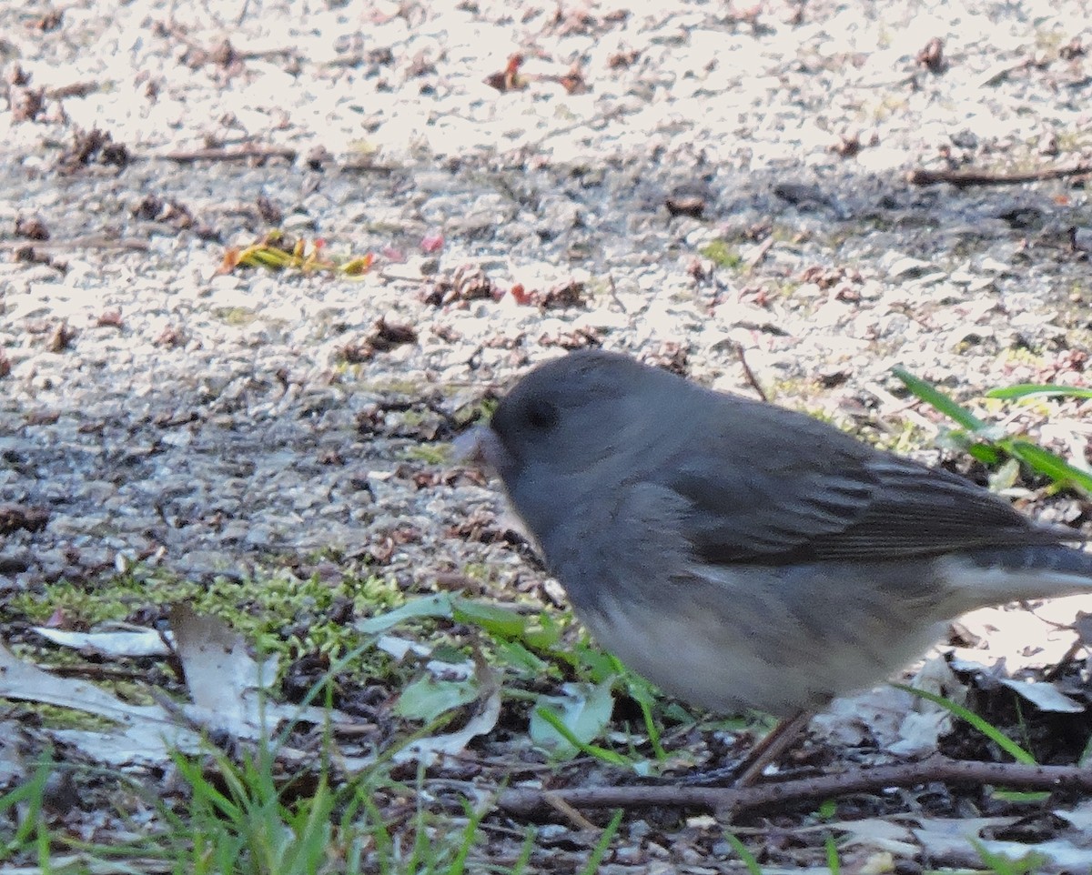 Dark-eyed Junco (cismontanus) - ML617398621