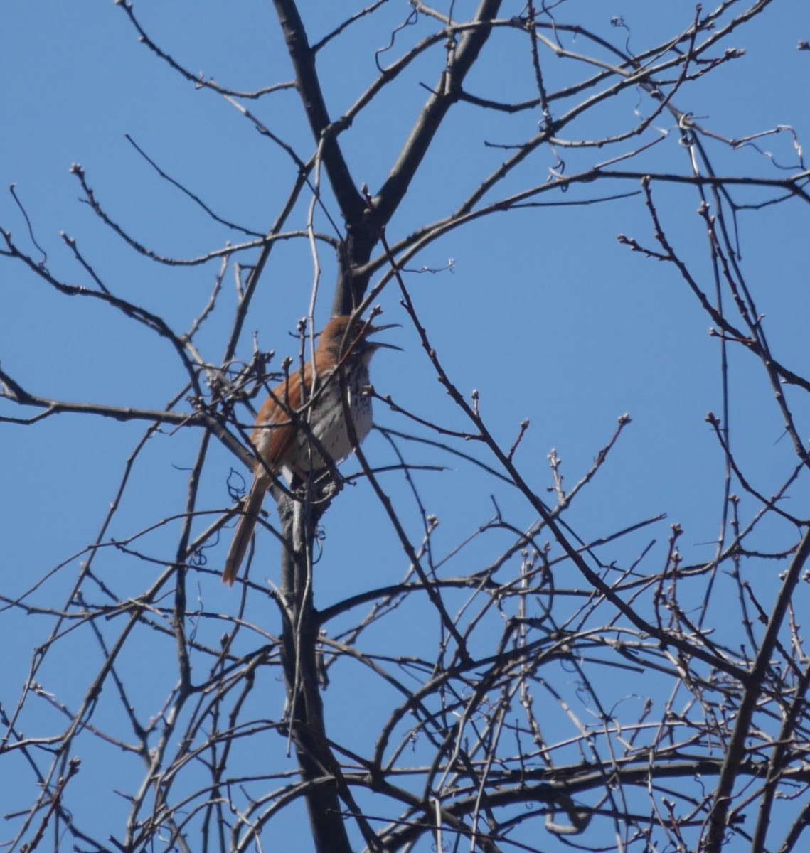 Brown Thrasher - ML617398634