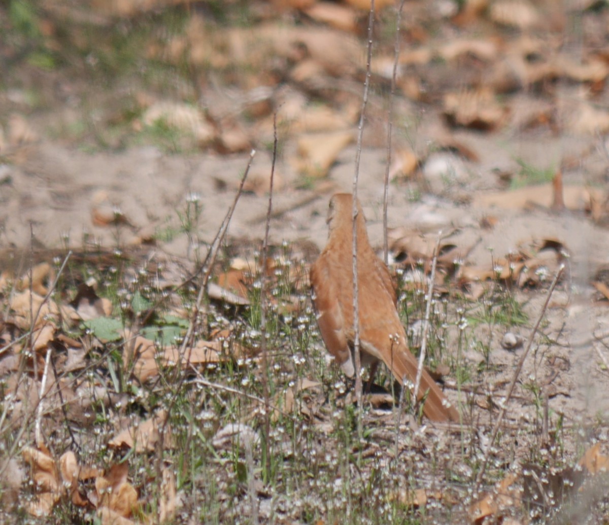 Brown Thrasher - Cindy Dobrez