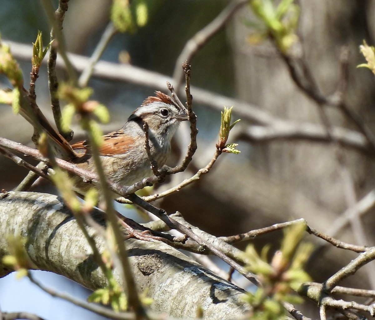 Swamp Sparrow - ML617398641