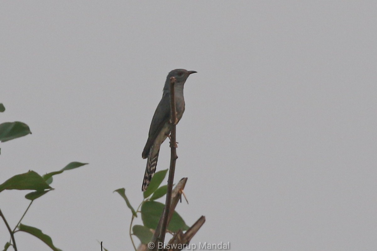 Gray-bellied Cuckoo - ML617398712