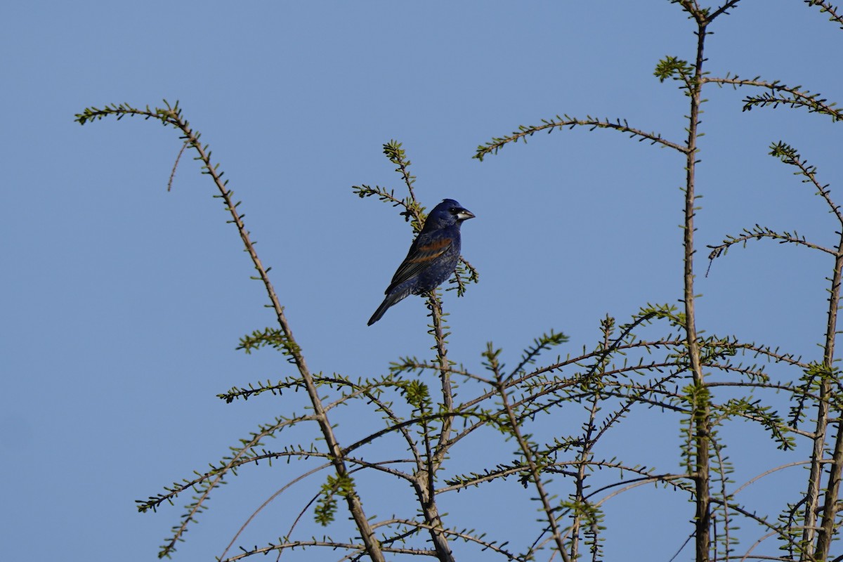 Blue Grosbeak - ML617398715