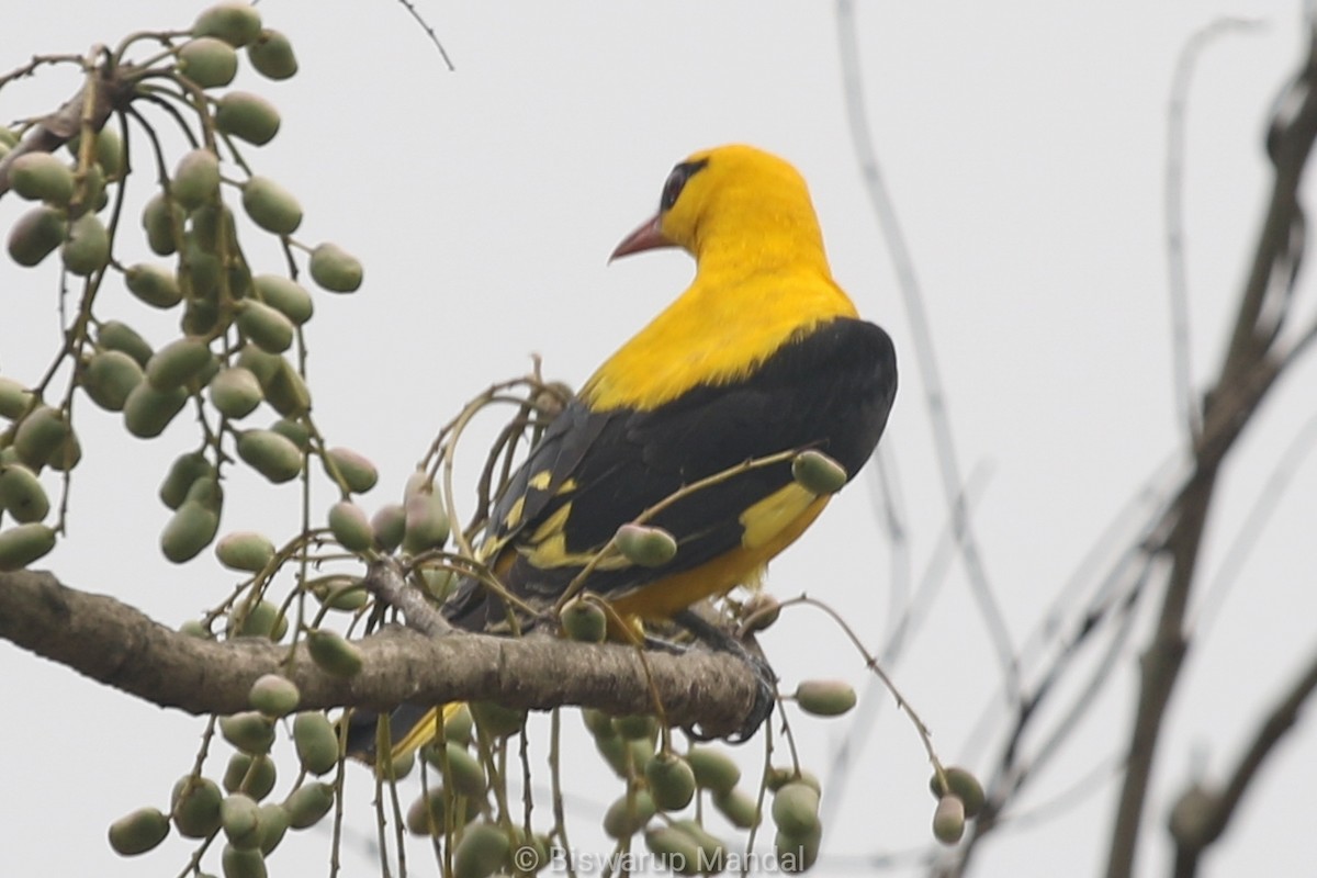 Indian Golden Oriole - ML617398729