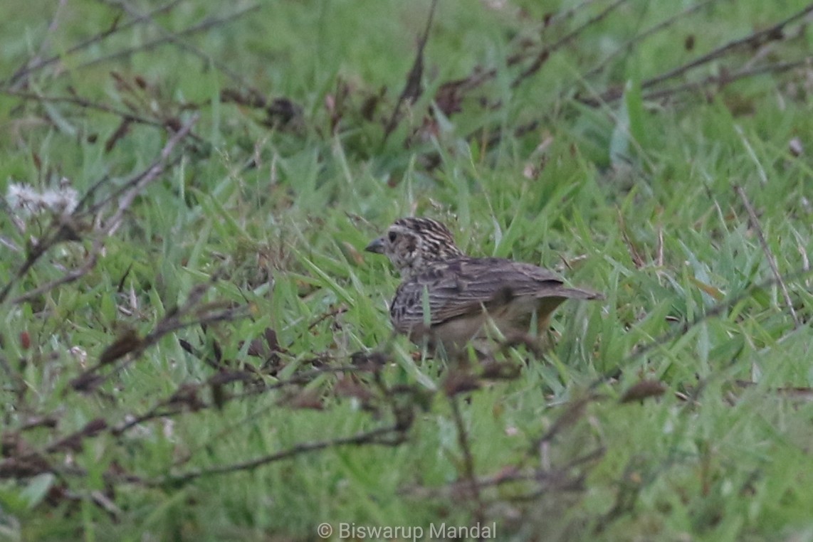 Jerdon's Bushlark - ML617398737