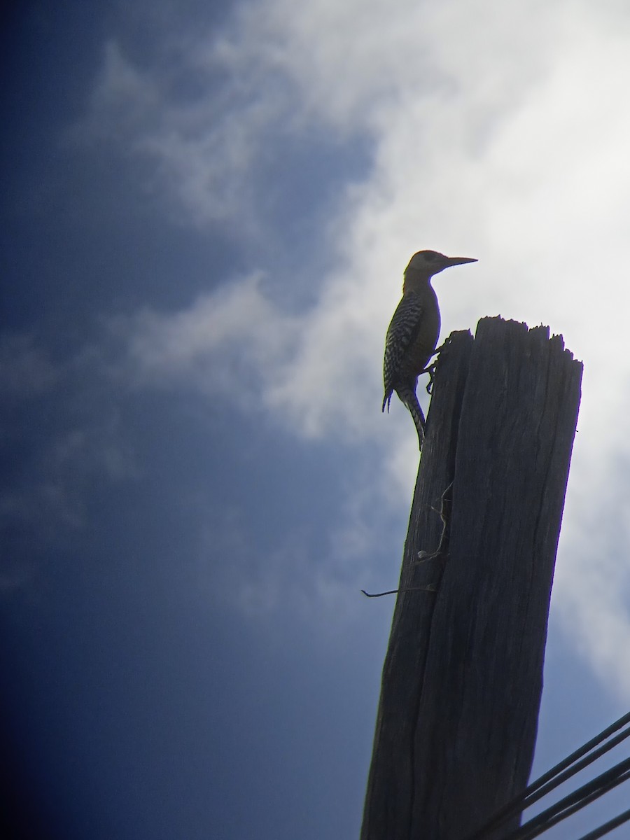 West Indian Woodpecker - Vladimir Cañizares