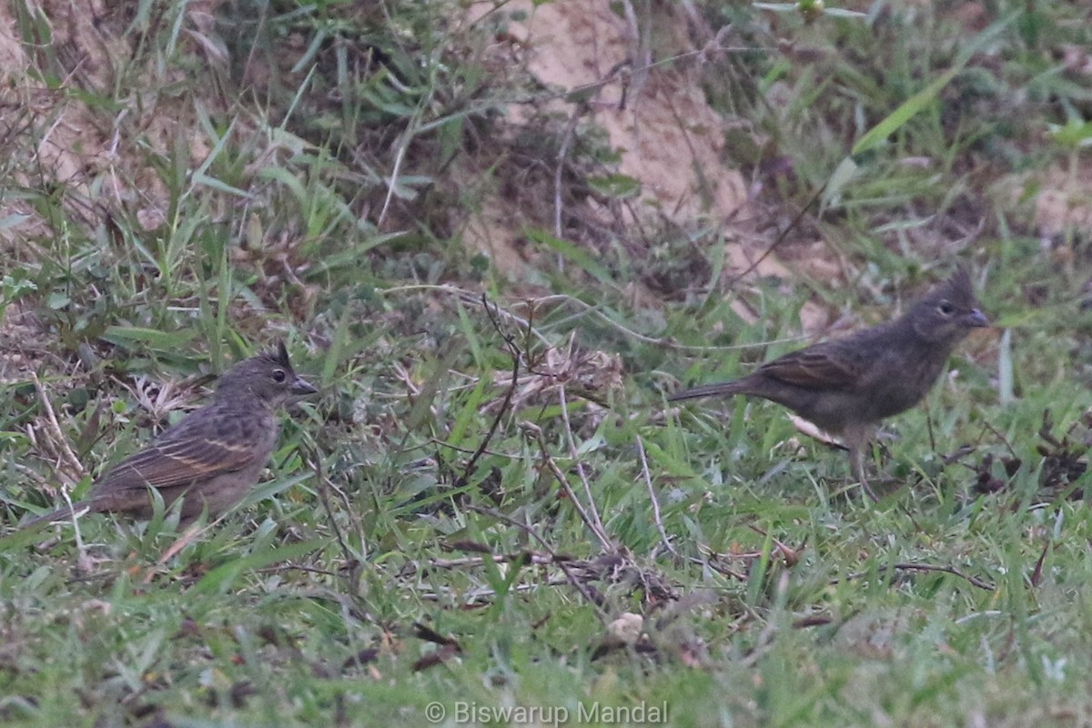 Crested Bunting - ML617398751