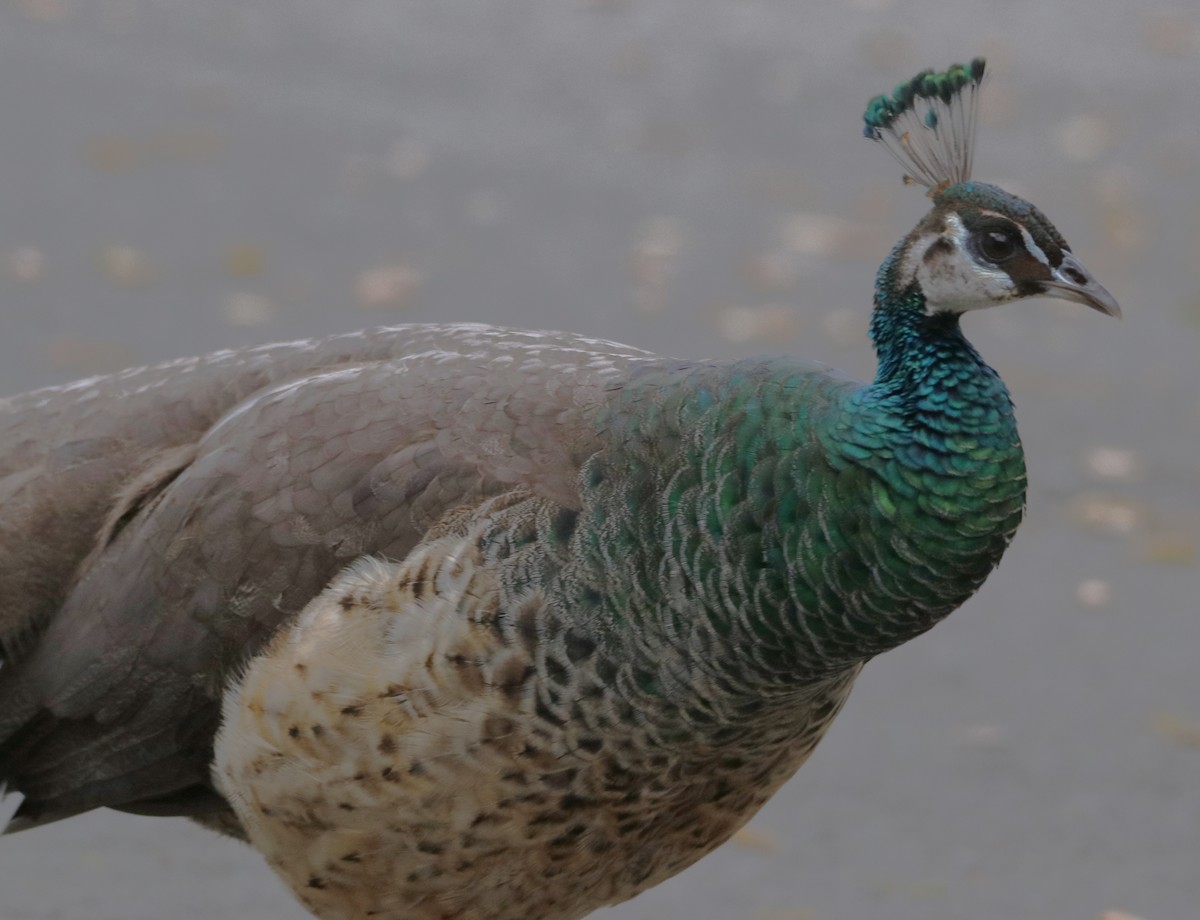 Indian Peafowl (Domestic type) - Barry Spolter