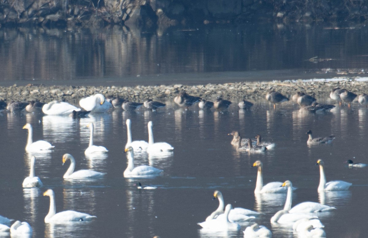 Taiga Bean-Goose - Jordan Broadhead