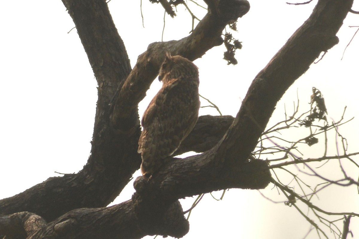 Brown Fish-Owl - Prabin kumar Mangaraj