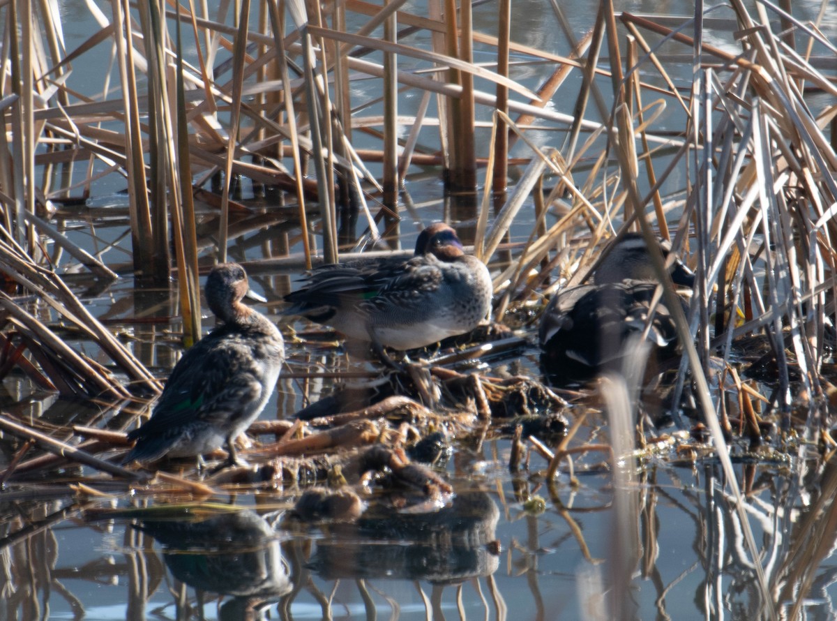 Green-winged Teal - ML617398826