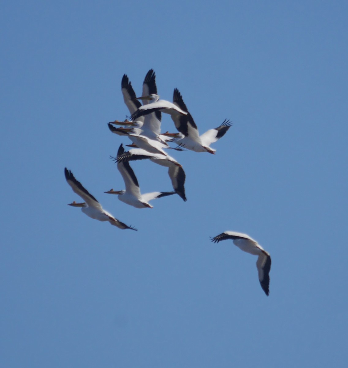 American White Pelican - ML617398828