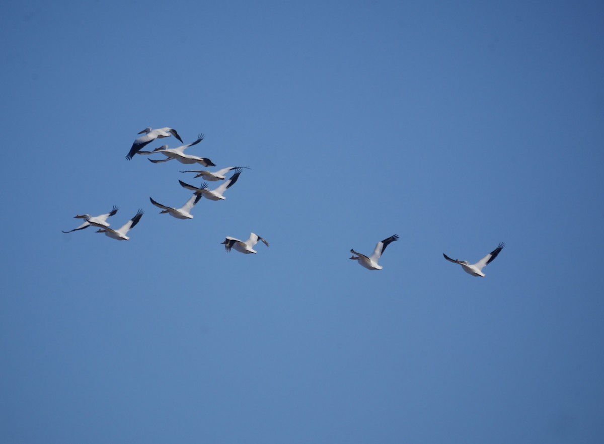 American White Pelican - ML617398829