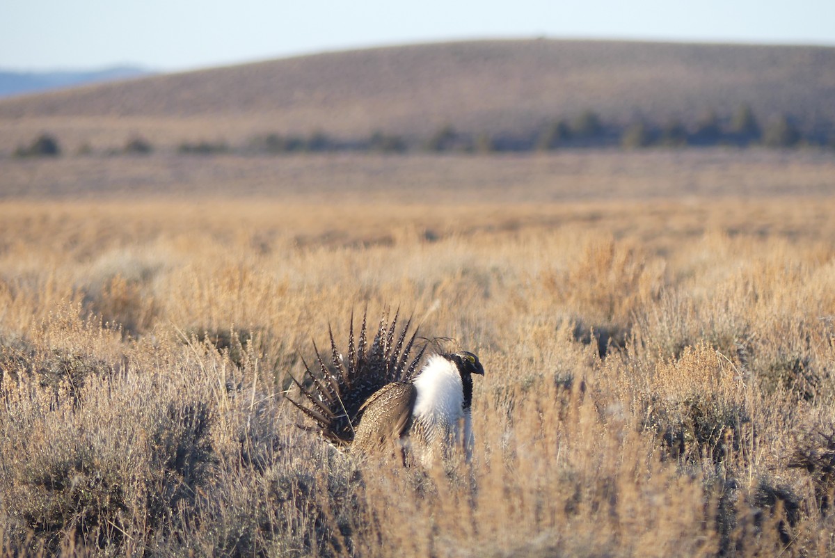 Greater Sage-Grouse - ML617398874